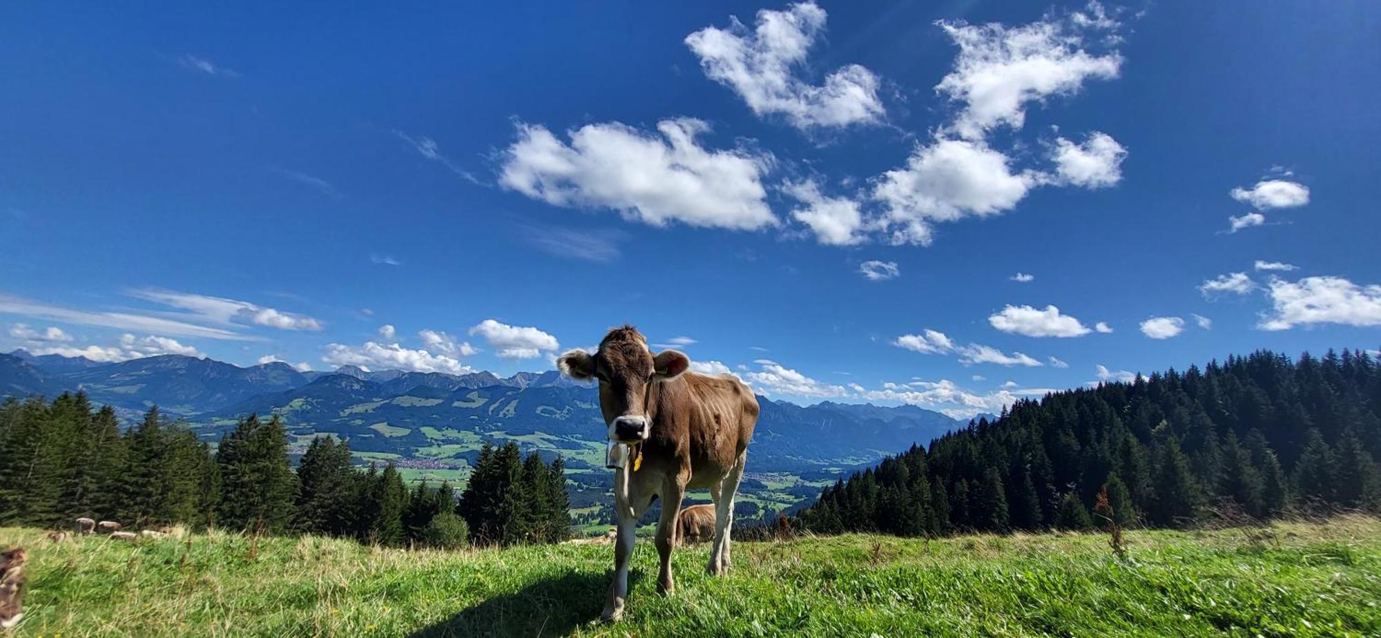Fewo Allgaeuliebe Mit Wlan Oberstaufen Steibis 외부 사진